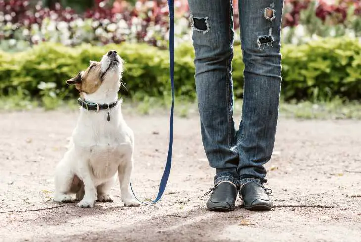 Dog and owner starting leash training