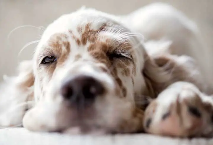 Cute dog sleeping with one eye open