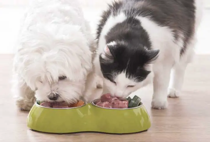 Dog and cat eating raw food from a bowl